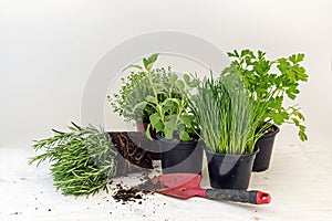 Kitchen herb plants in pots such as rosemary, thyme, parsley, sa