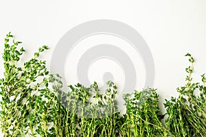 Kitchen herb thymeon white background