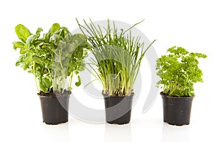 Kitchen herbs