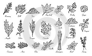 Kitchen herbs and spices, vector doodle sketch