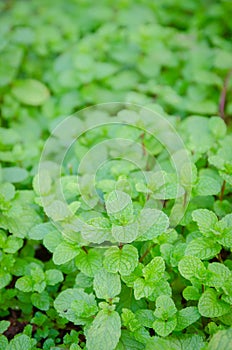 Kitchen Mint, Marsh Mint in vegetable garden