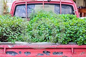 Kitchen mints green plant melissa officinalis and vietnamese Coriander growing in old rusty red pickup truck