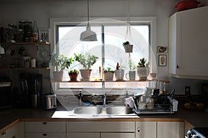 A shelf of plants above a sink in a kitchen.