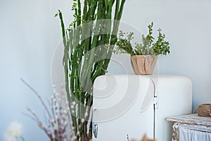 Kitchen in rustic style in summer. Spring light textured kitchen with an old fridge, wooden table, wooden shelves. A large cactus,