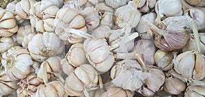 kitchen spices derived from spices which have many health benefits and make food more delicious. called garlic
