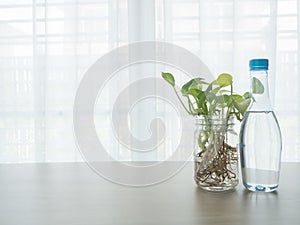 Kitchen table with bottle of water and betel tree on glass vase