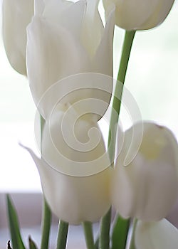 Kitchen table bouquet of Tulips