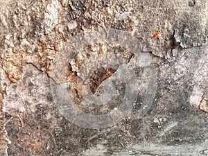 Kitchen wall paint peeling off