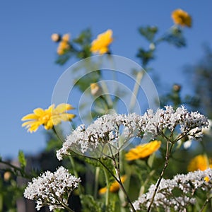 Kitchengarden flowers