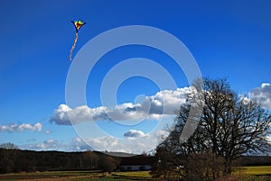 Kite above tree