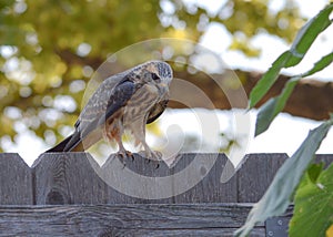 A Kite Bird on a fence