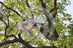 Kite caught in a tree