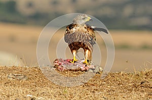 Kite eating carrion in the field