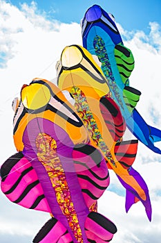 Kite fish fly in the sky