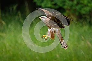 Kite in flight. Black kite, Milvus migrans, flying with widely spread wings. Black kite glides and lands on forest meadow.