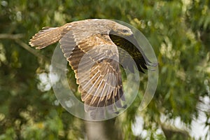 A kite flying