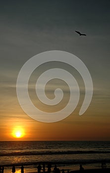 Bird Kite flying at the beach with sunset