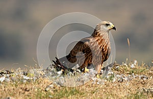 A kite observes the sky