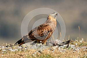kite observes the sky while watching its prey