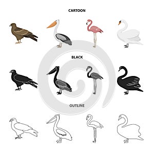 Kite, pelican, flamingo, swan. Birds set collection icons in cartoon,black,outline style vector symbol stock