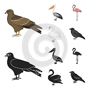 Kite, pelican, flamingo, swan. Birds set collection icons in cartoon,black style vector symbol stock illustration web.
