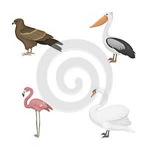 Kite, pelican, flamingo, swan. Birds set collection icons in cartoon style vector symbol stock illustration web.