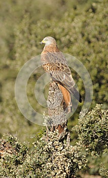 Kite perched on his perch