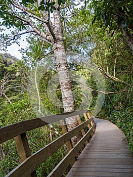 Kitekite Falls tourist track at Piha, Auckland, New Zealand