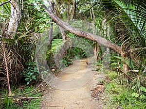 Kitekite Falls tourist track at Piha, Auckland, New Zealand