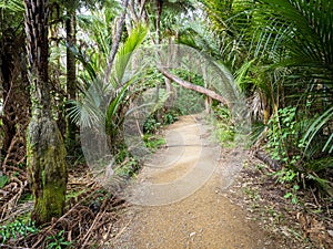 Kitekite Falls tourist track at Piha, Auckland, New Zealand