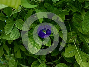 Kitelar flowers (Clitoria ternatea) blooming in the photo on a sunny day.