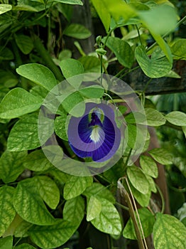 Kitelar flowers (Clitoria ternatea) blooming in the photo on a sunny day.