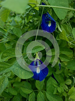 Kitelar flowers (Clitoria ternatea) blooming in the photo on a sunny day.