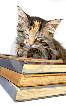 Kiten asleep on old books