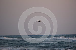 Kiter jumps high above the water at sunset on Patara beach