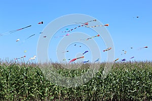 Kites in a cornfield on a saturday afternoon.