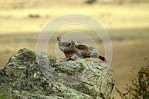 Kites perch on a rock in the field