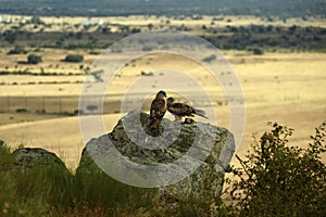 Kites perch on a rock in the field