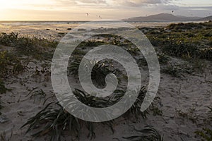 Kitesurfers doing kiteboarding at sunset next to sandy beach at sunset with bright cloudy sky in Atlantic ocean at Costa de la Luz photo