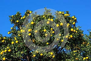 Kito Yuzu on the tree