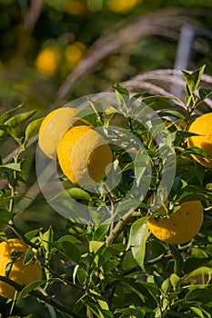 Kito Yuzu on the tree
