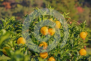 Kito Yuzu on the tree