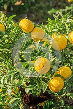 Kito Yuzu on the tree