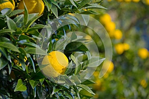 Kito Yuzu on the tree