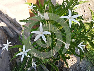 Kitolod flower ornamental plants taken with a high angle