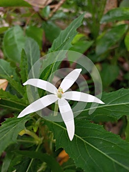 Kitolod flowers are useful as eye medicines such as cataracts