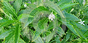 Kitolod leaf, usefull for natural medical photo