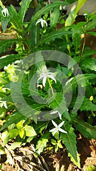 Kitolod plant contains alkaloids. This plant is also efficacious for eye medicine, toothache, photo