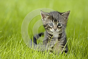Kitten photo