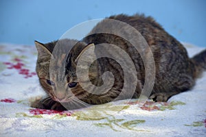 Kitten 3 months old with sore eyes in an animal shelter